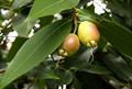 Rose Apple